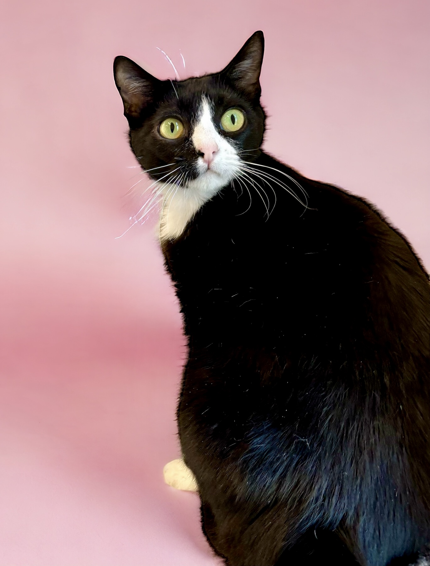 Figgy, an adoptable Domestic Short Hair in Perry, IA, 50220 | Photo Image 4