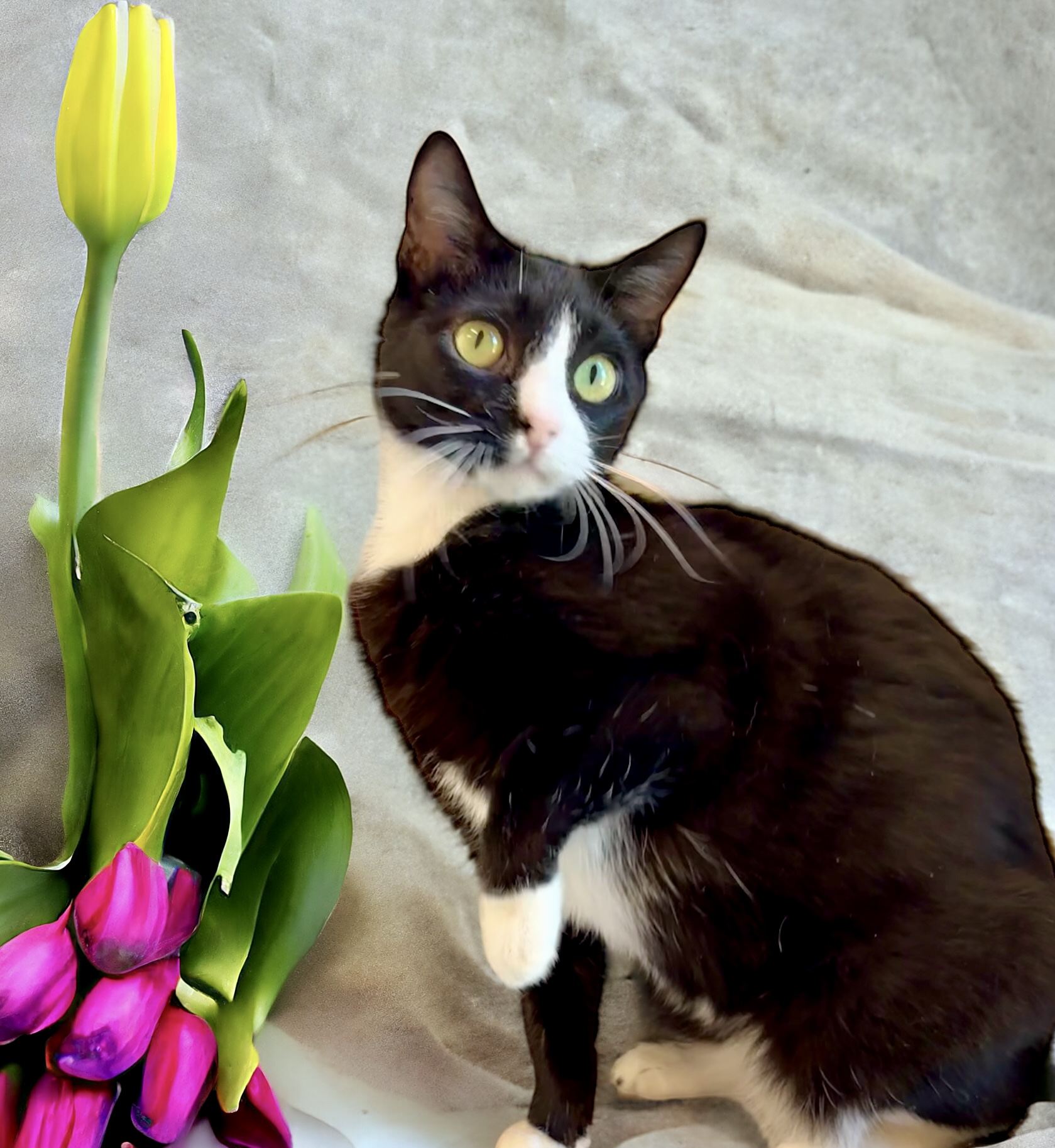 Figgy, an adoptable Domestic Short Hair in Perry, IA, 50220 | Photo Image 5