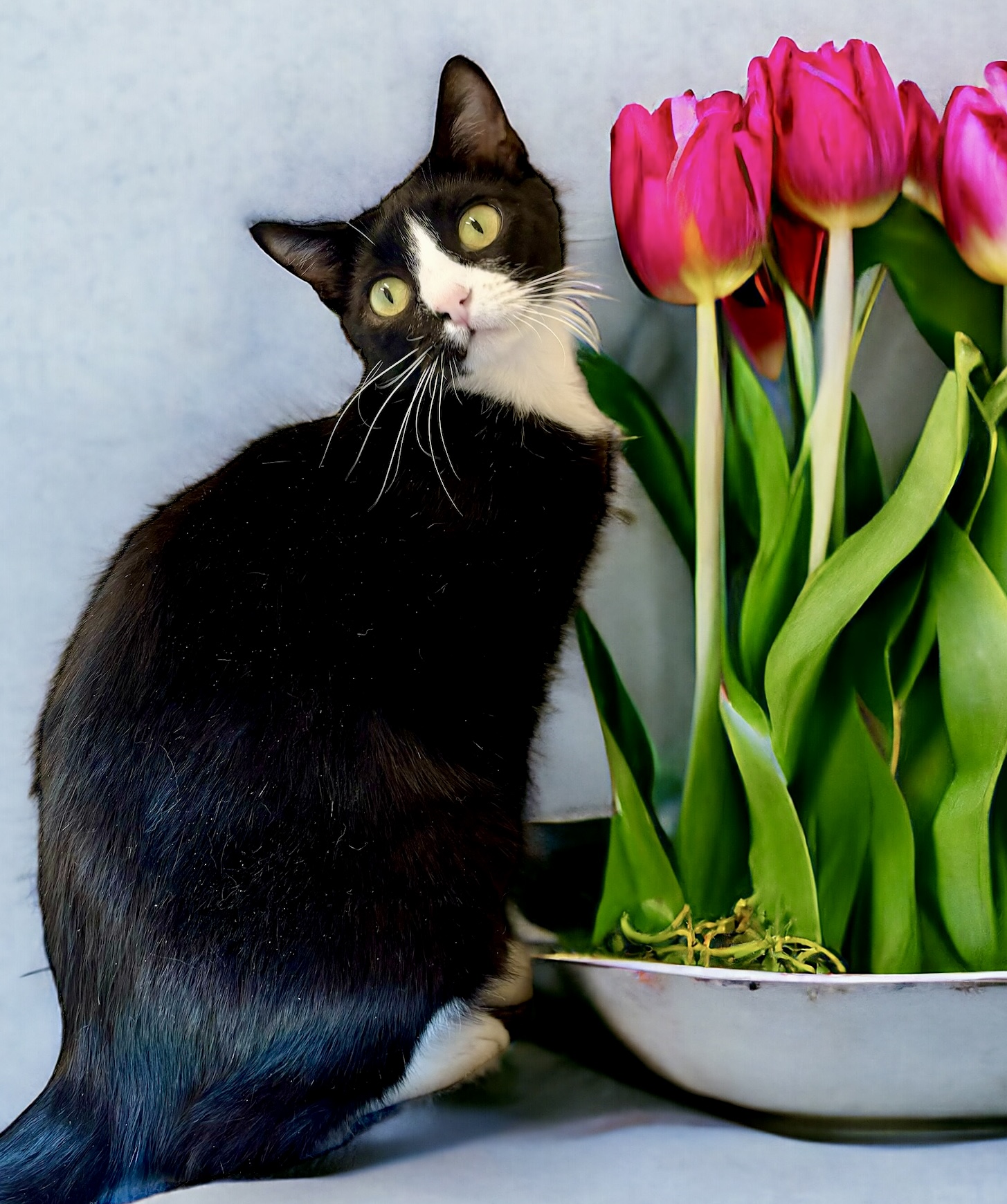 Figgy, an adoptable Domestic Short Hair in Perry, IA, 50220 | Photo Image 3
