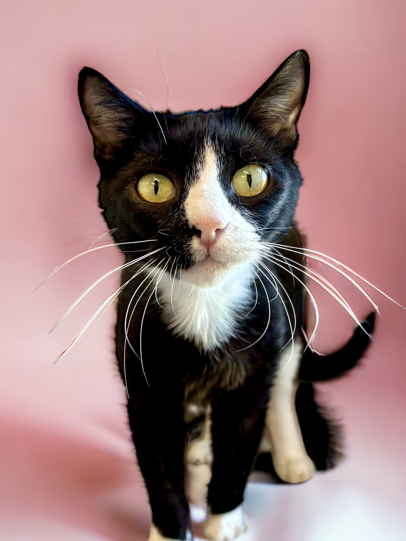Figgy, an adoptable Domestic Short Hair in Perry, IA, 50220 | Photo Image 1