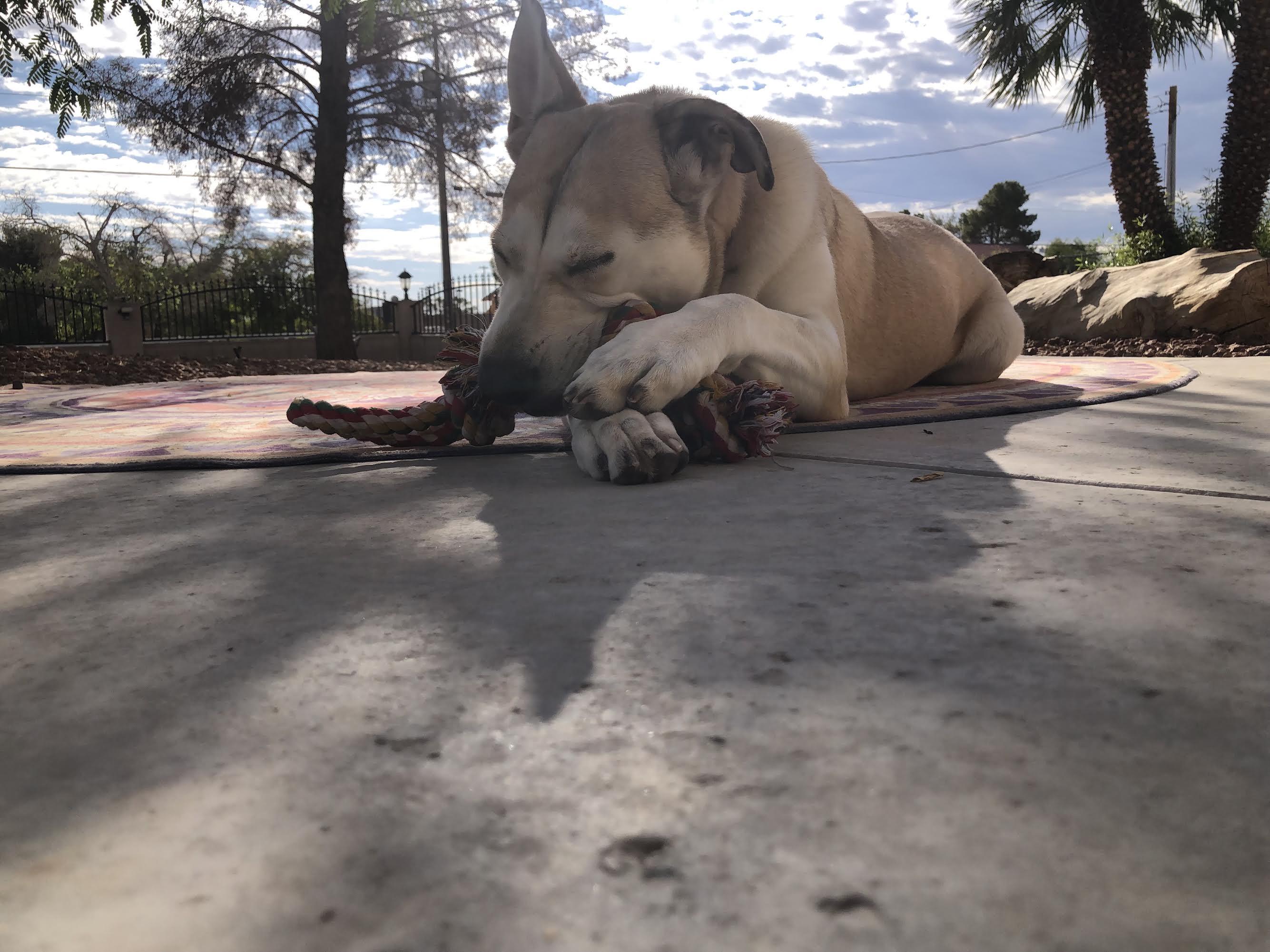 Enlarge Hamlet, a Adoptable mixed breed in Las Vegas, NV image 3/4