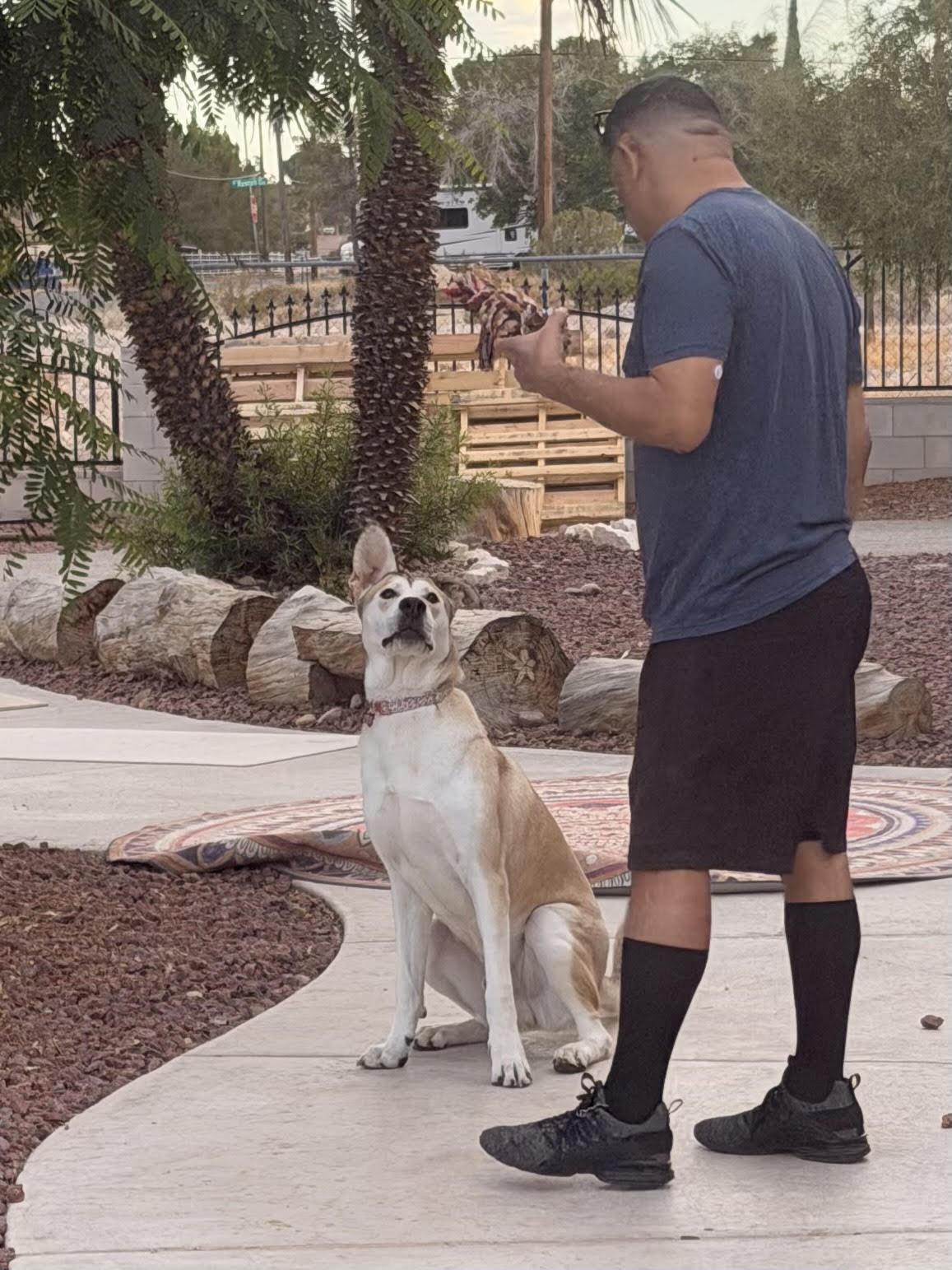 Enlarge Hamlet, a Adoptable mixed breed in Las Vegas, NV image 2/4