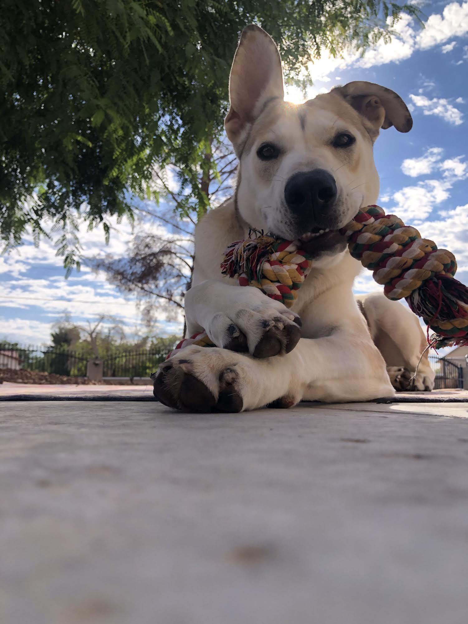 Enlarge Hamlet, a Adoptable mixed breed in Las Vegas, NV image 4/4