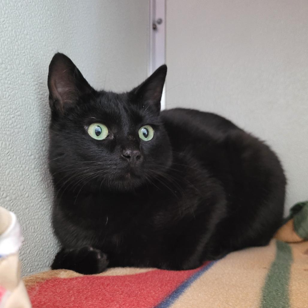 Cuddlefish, Adoptable, Young Male Domestic Short Hair.