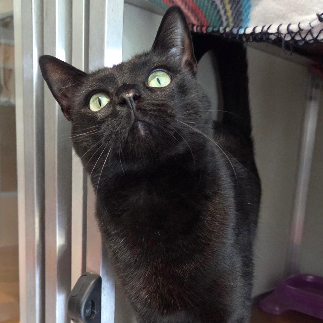 Cuddlefish, a Adoptable Domestic Short Hair in Chattanooga, TN image 2/5