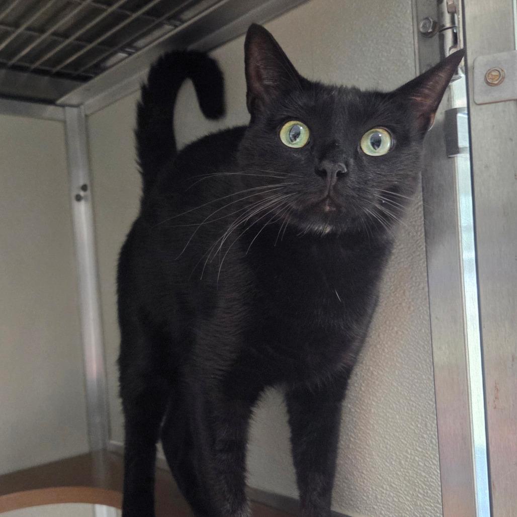 Cuddlefish, a Adoptable Domestic Short Hair in Chattanooga, TN image 3/5