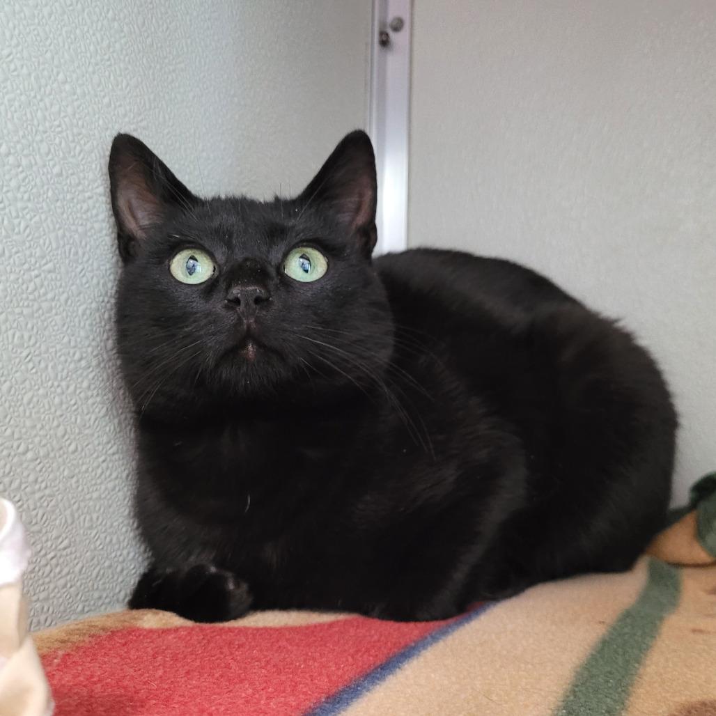 Cuddlefish, a Adoptable Domestic Short Hair in Chattanooga, TN image 4/5