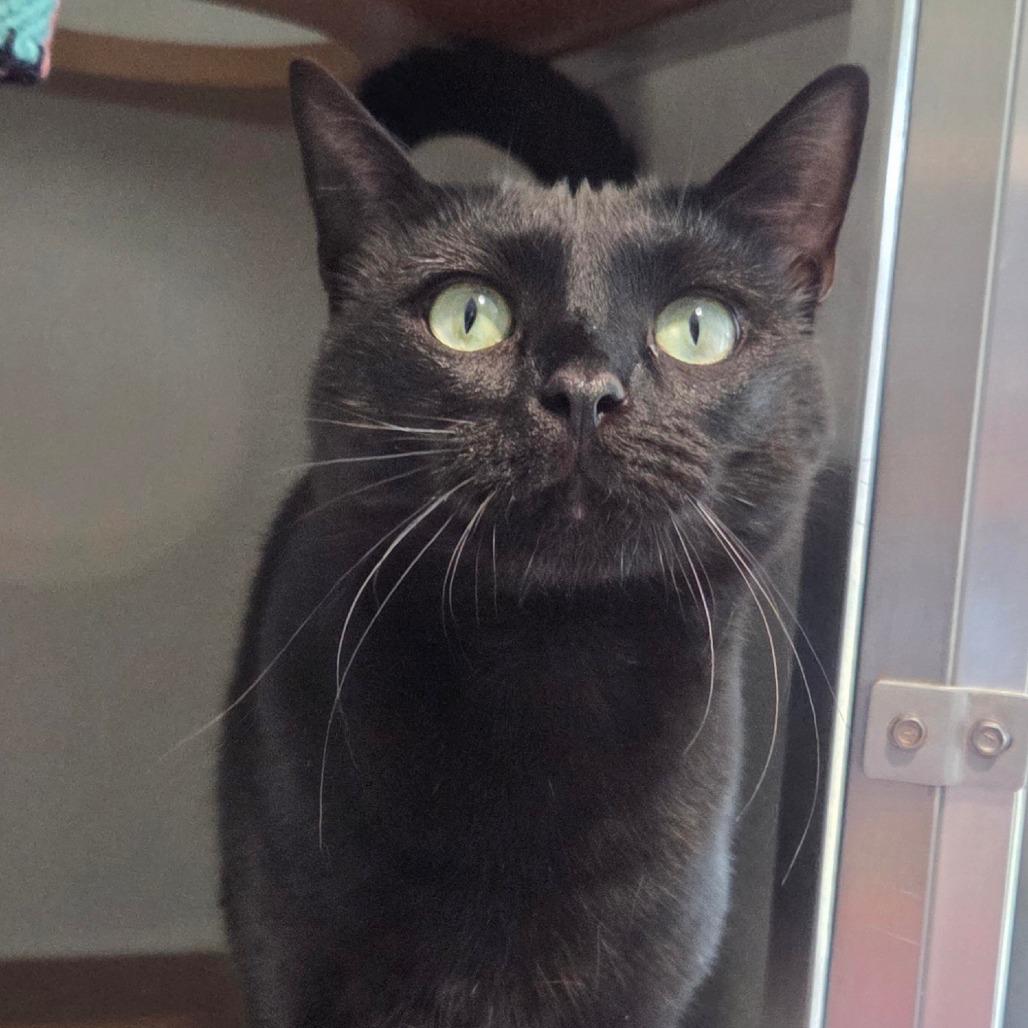 Cuddlefish, a Adoptable Domestic Short Hair in Chattanooga, TN image 5/5