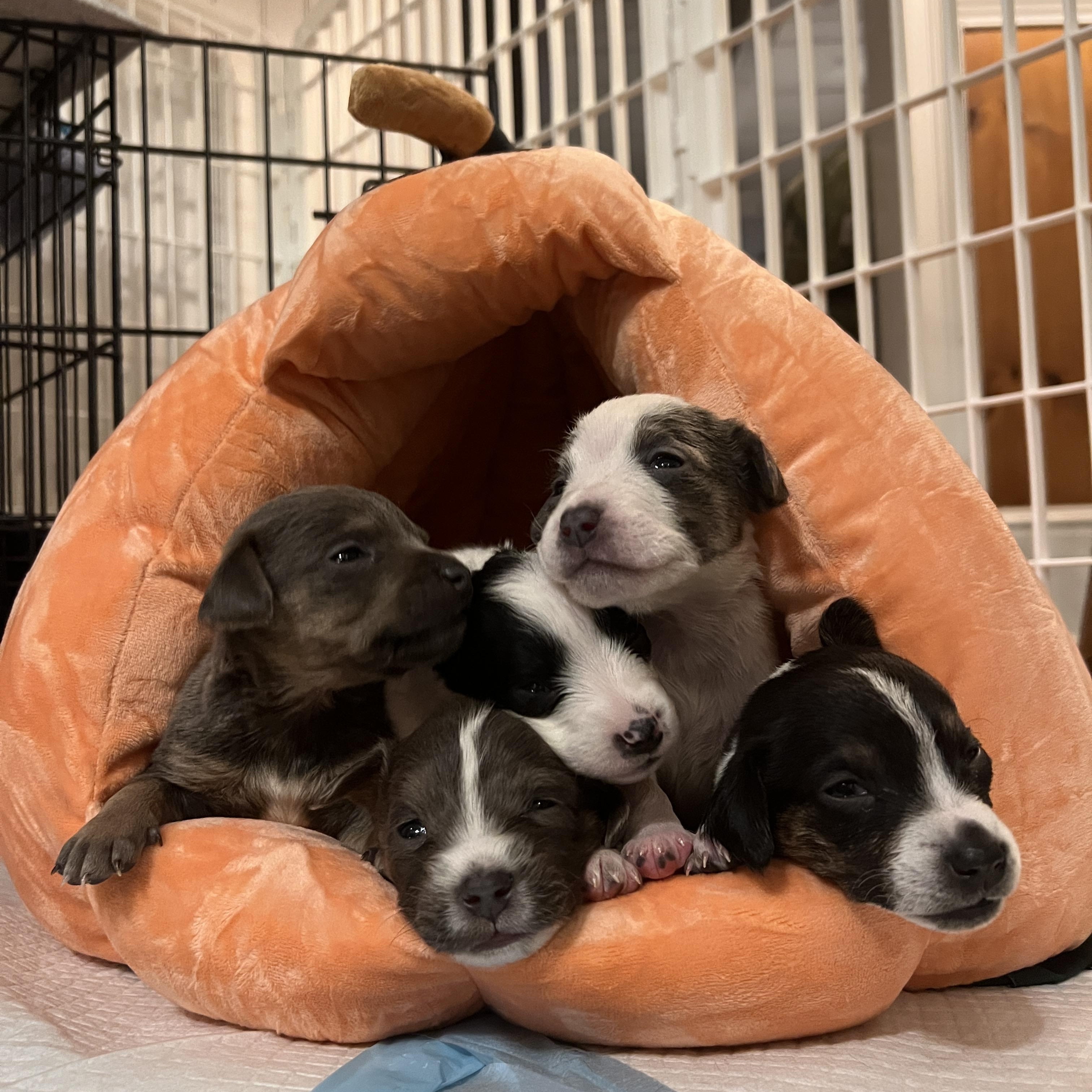 Mambo No. 5 Puppies, ADOPTABLE, Puppy Female Mixed Breed.