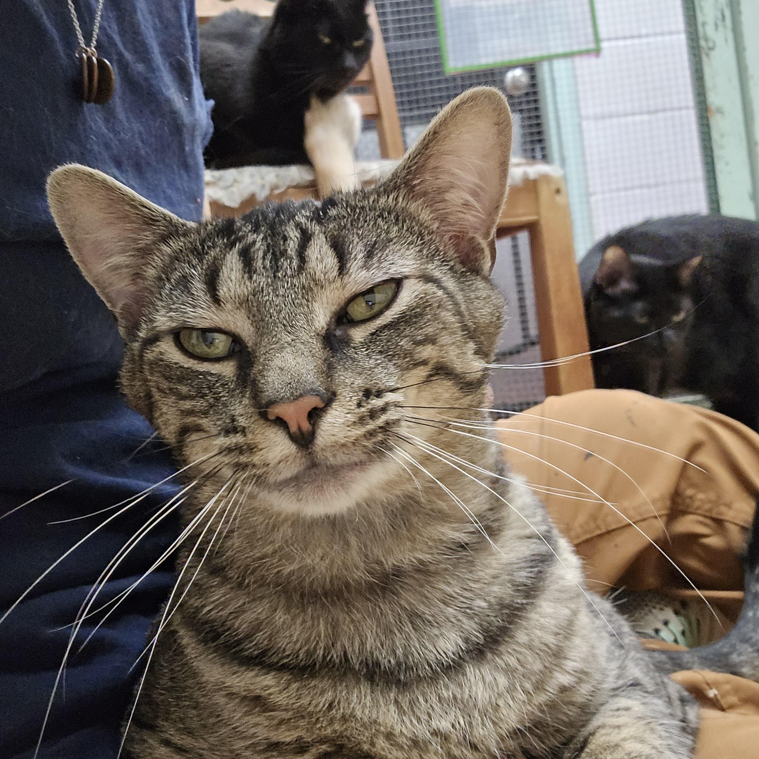 Canyon, a ADOPTABLE Domestic Short Hair in Shippenville, PA image 2/3