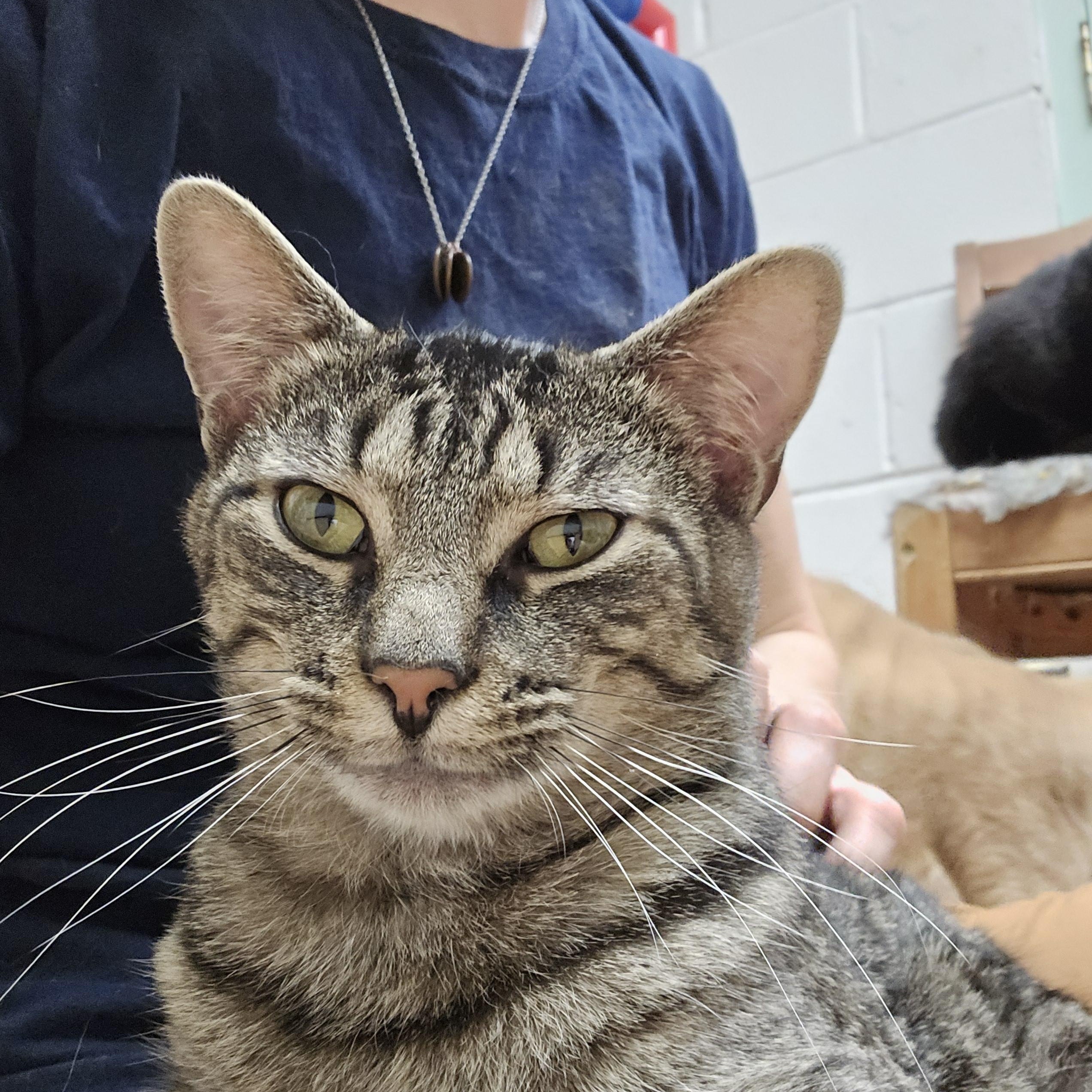 Canyon, ADOPTABLE, Adult Male Domestic Short Hair.