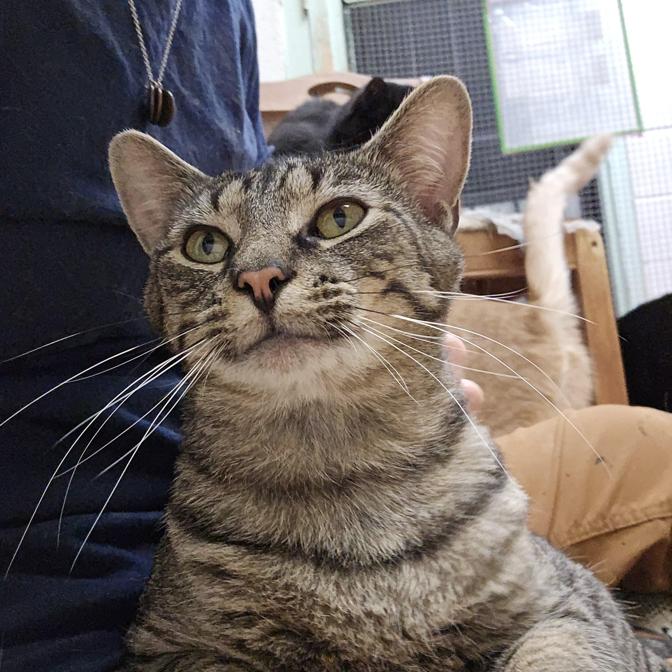 Canyon, a ADOPTABLE Domestic Short Hair in Shippenville, PA image 3/3