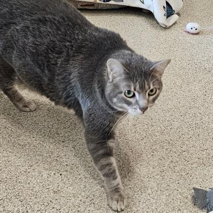 Athena, Adoptable, Adult Female Domestic Short Hair & Domestic Short Hair.
