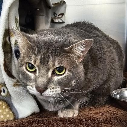 Enlarge Athena, a Adoptable mixed breed in Scotia, NY image 2/3