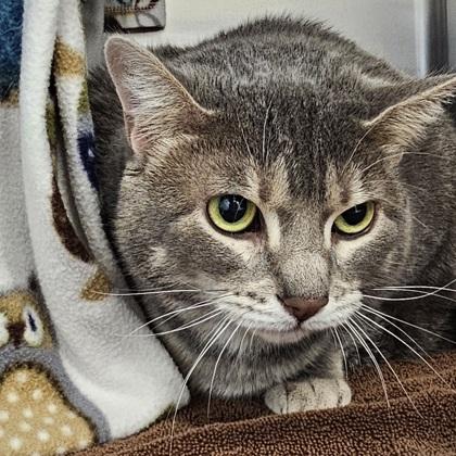 Enlarge Athena, a Adoptable mixed breed in Scotia, NY image 3/3