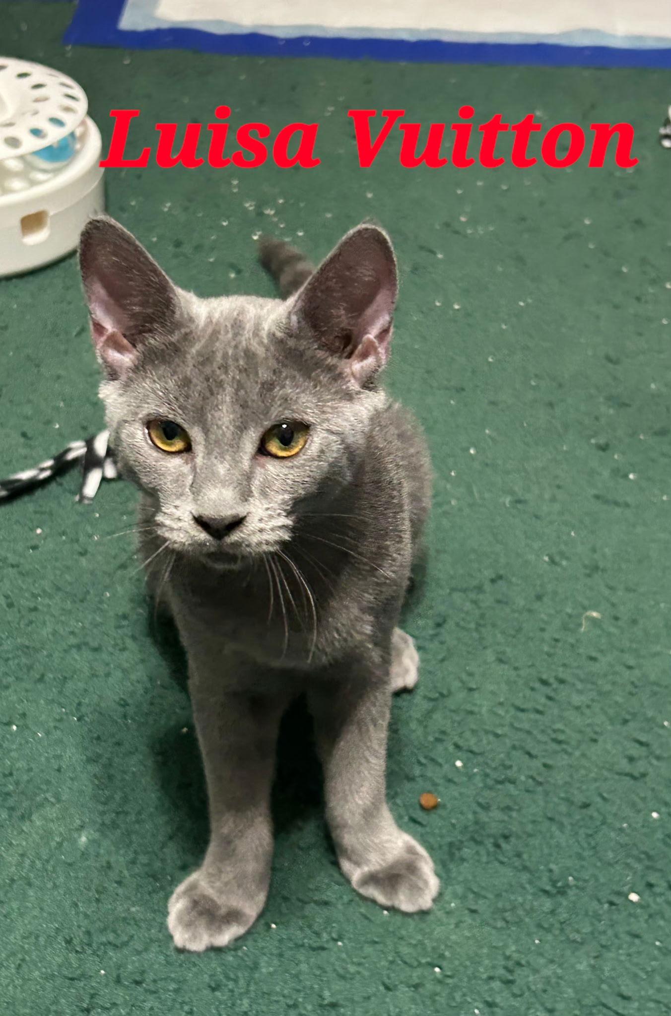 Luisa Vuitton, Adoptable, Young Female Domestic Short Hair.