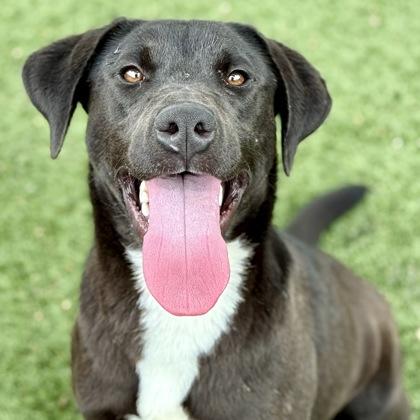 Tracy, ADOPTABLE, Young Female Labrador Retriever.
