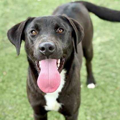 Tracy, a ADOPTABLE mixed breed in Red Bluff, CA image 3/4