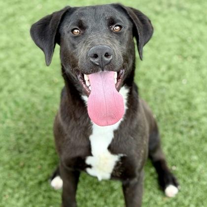 Tracy, a ADOPTABLE mixed breed in Red Bluff, CA image 2/4