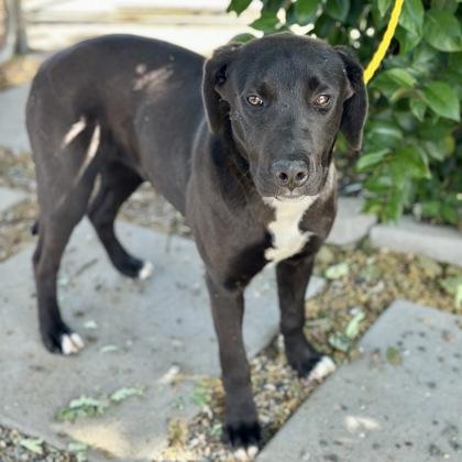 Tracy, a ADOPTABLE mixed breed in Red Bluff, CA image 4/4