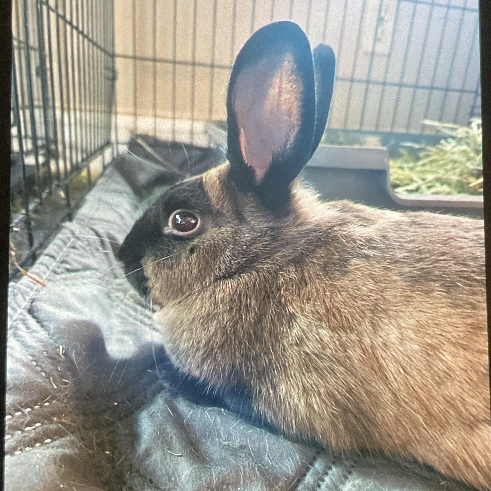 Enlarge Buggs, a ADOPTABLE Mini Rex in FOLEY, AL image 3/3