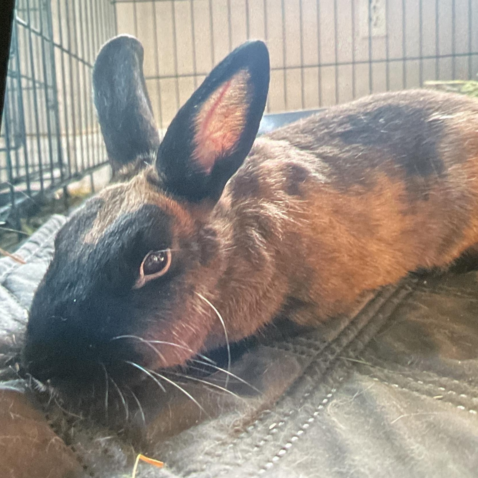 Enlarge Buggs, a ADOPTABLE Mini Rex in FOLEY, AL image 2/3