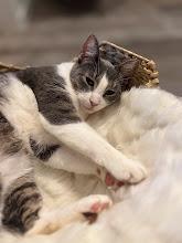 Enlarge Aurora, a Adoptable Domestic Short Hair in Lake Grove, NY image 1/1
