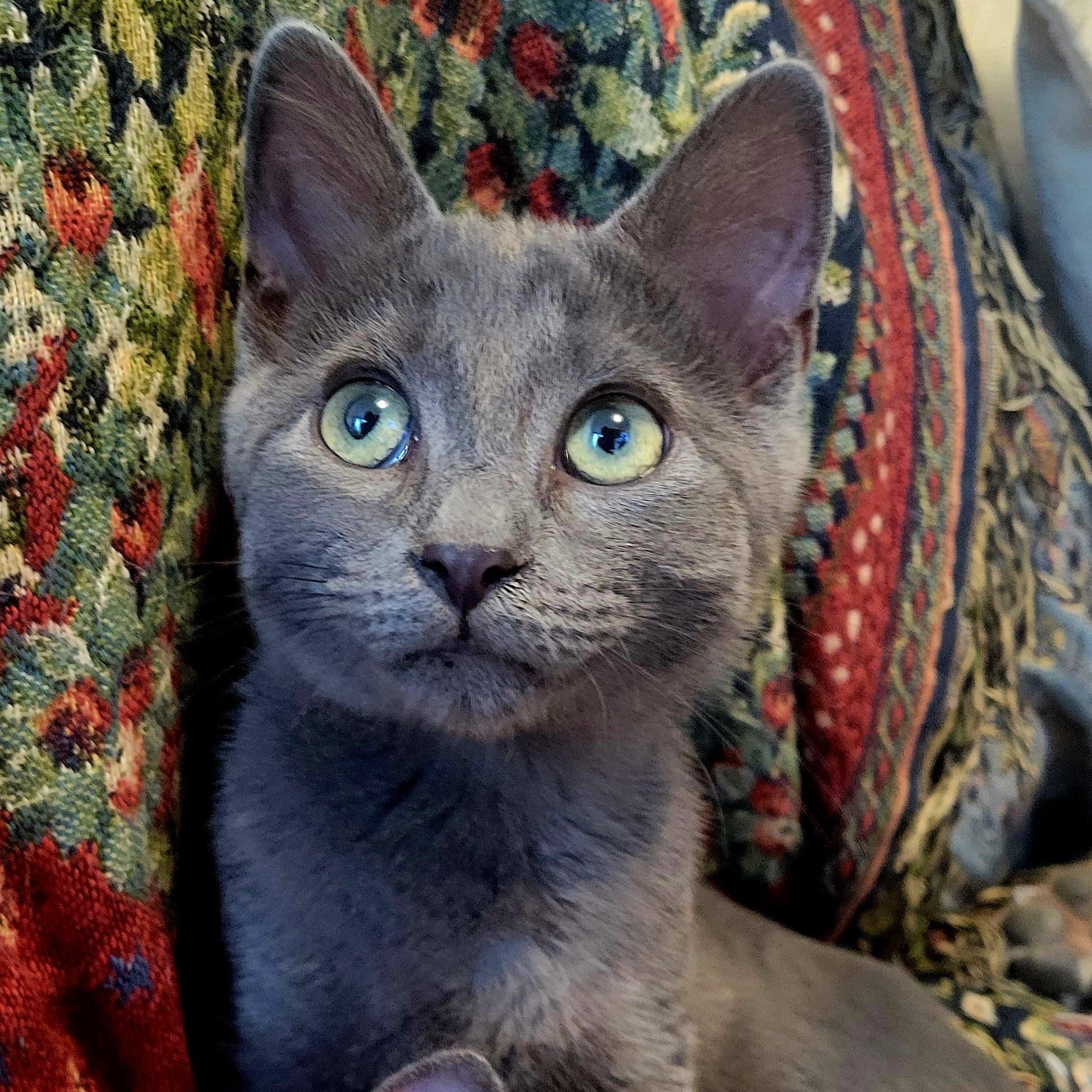 Shu Domestic Short Hair Cat