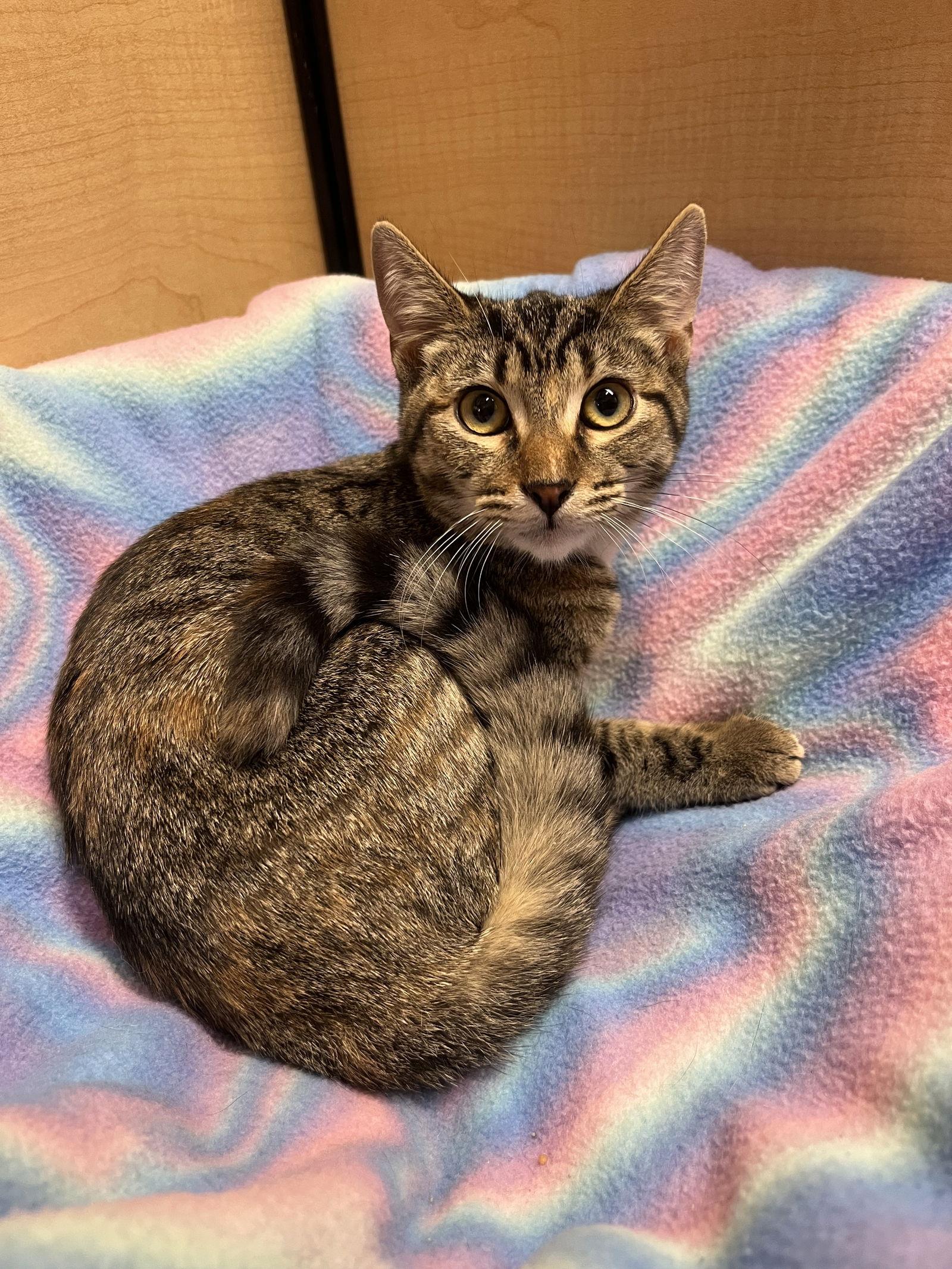 Enlarge Spring, a Adoptable Domestic Short Hair in Walnut Creek, CA image 1/3