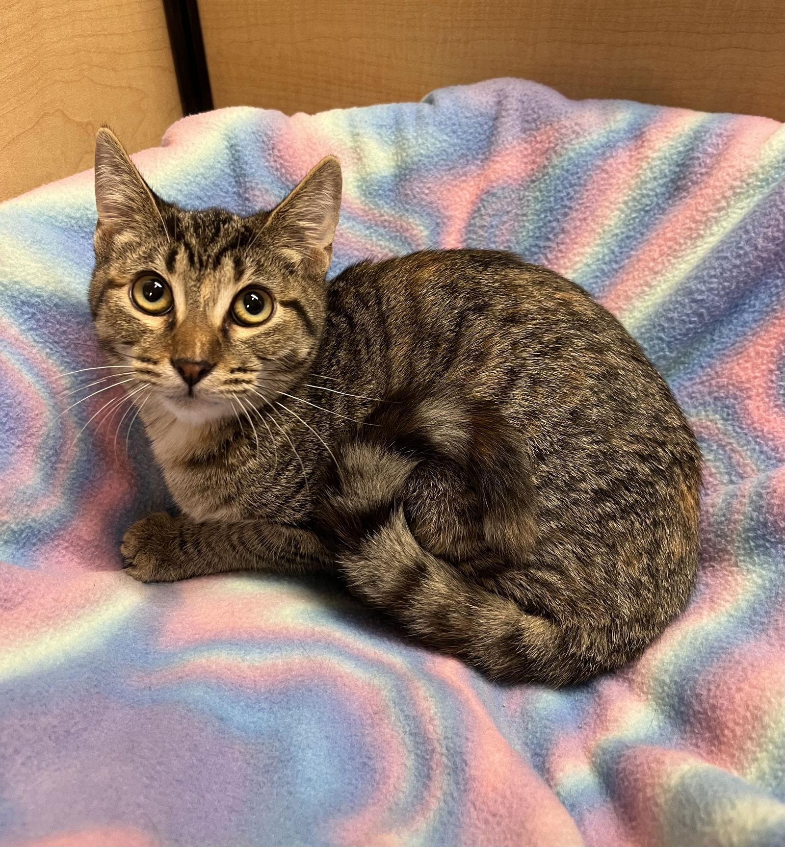 Enlarge Spring, a Adoptable Domestic Short Hair in Walnut Creek, CA image 2/3