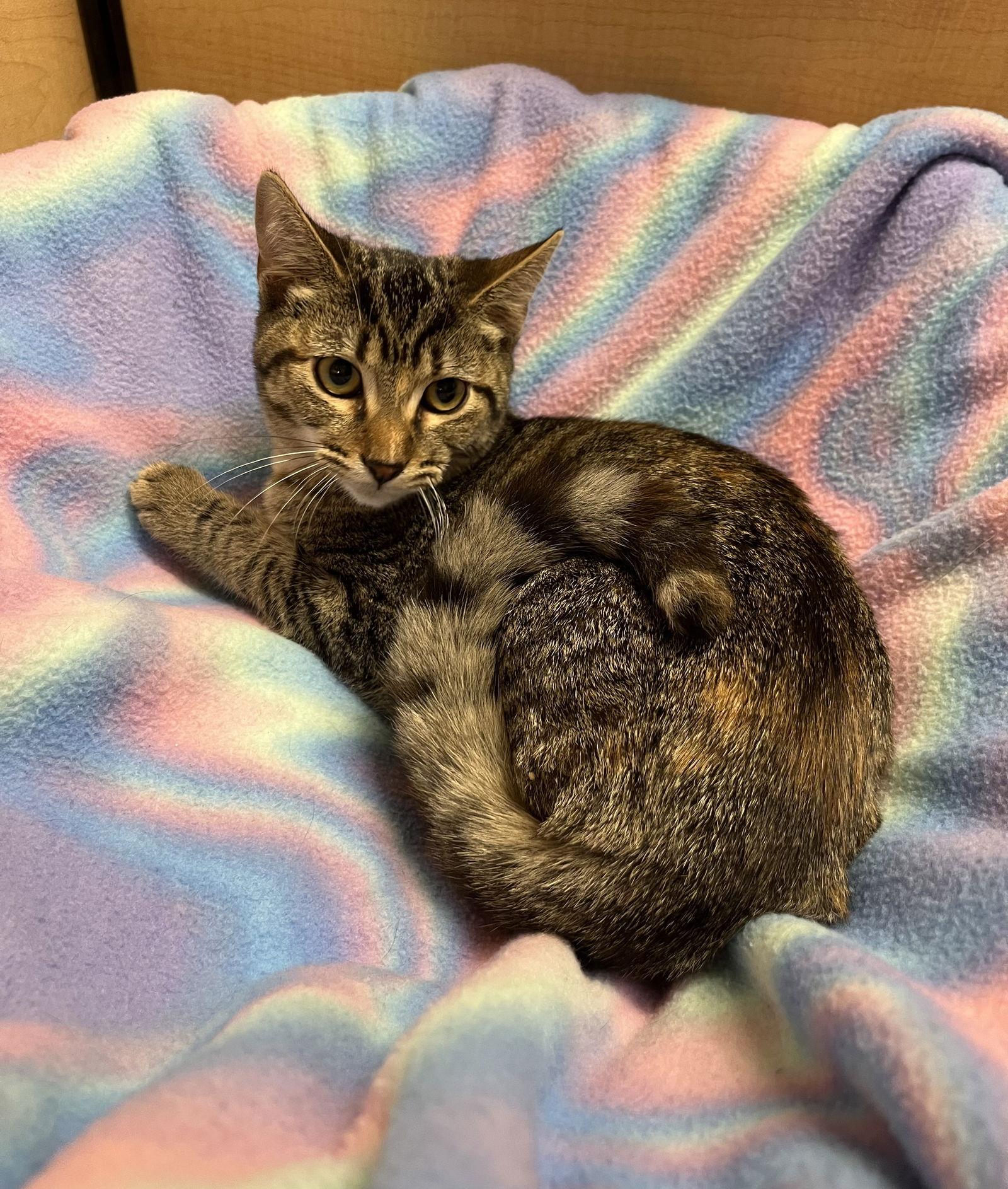 Enlarge Spring, a Adoptable Domestic Short Hair in Walnut Creek, CA image 3/3