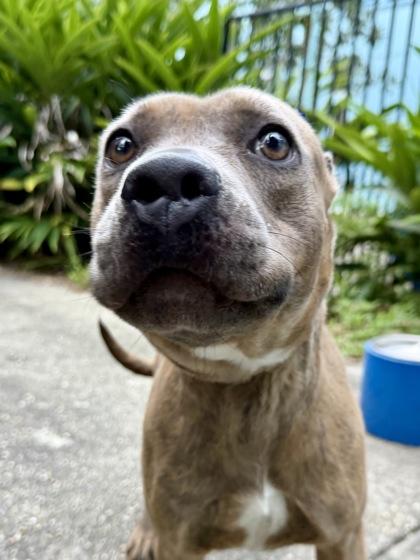 Salsa (in Foster), Adoptable, Adult Female Pit Bull Terrier & Mixed Breed.
