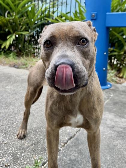 Enlarge Salsa (in Foster), a Adoptable mixed breed in New Orleans, LA image 2/2