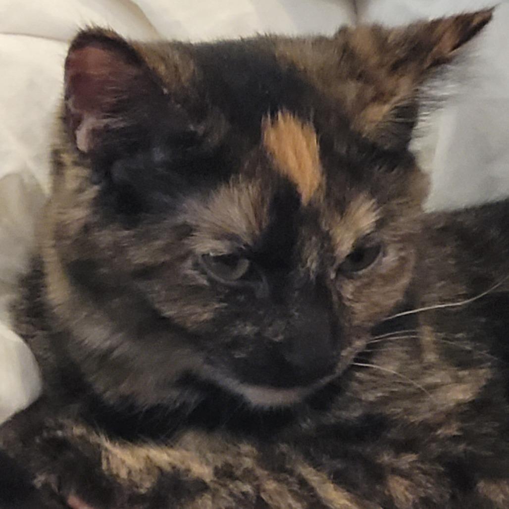 Enlarge French Horn, a Adoptable Domestic Short Hair in St. Paul, MN image 1/5