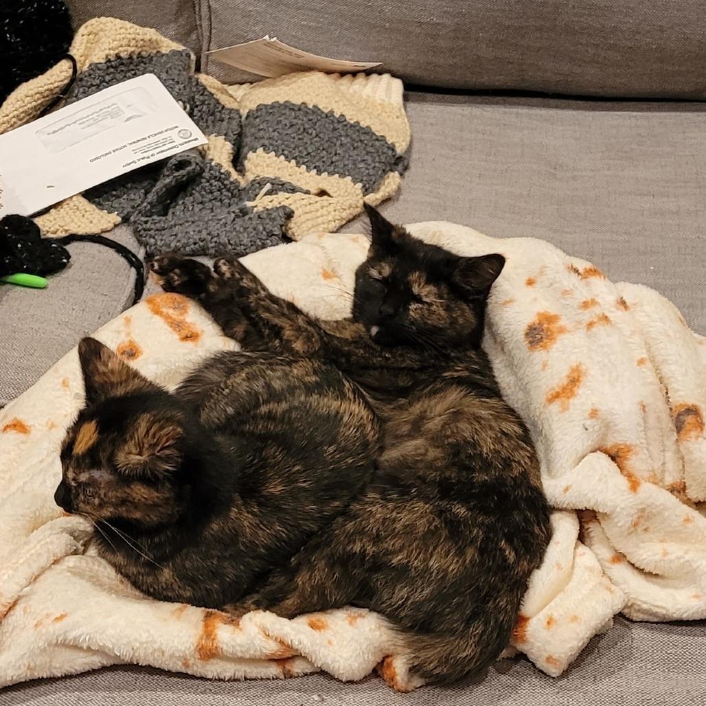 Enlarge French Horn, a Adoptable Domestic Short Hair in St. Paul, MN image 2/5