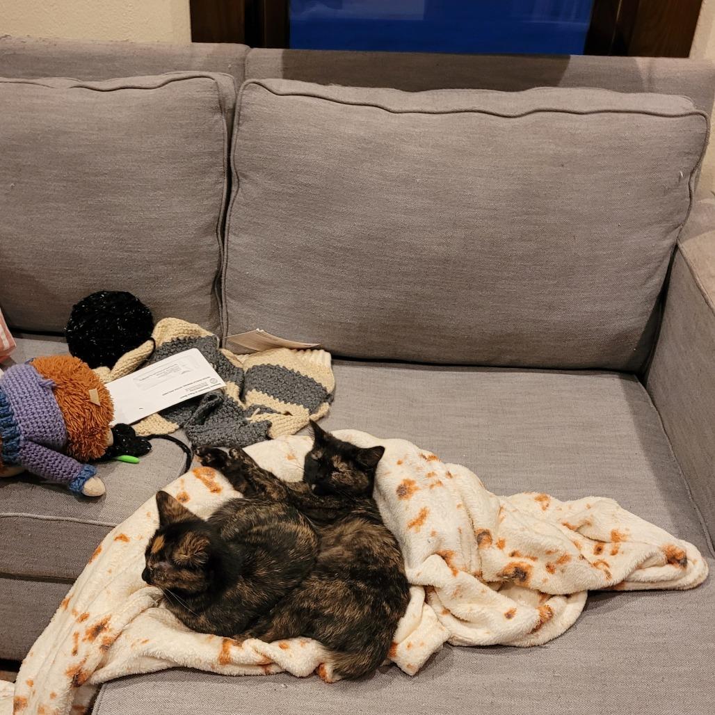 Enlarge French Horn, a Adoptable Domestic Short Hair in St. Paul, MN image 3/5