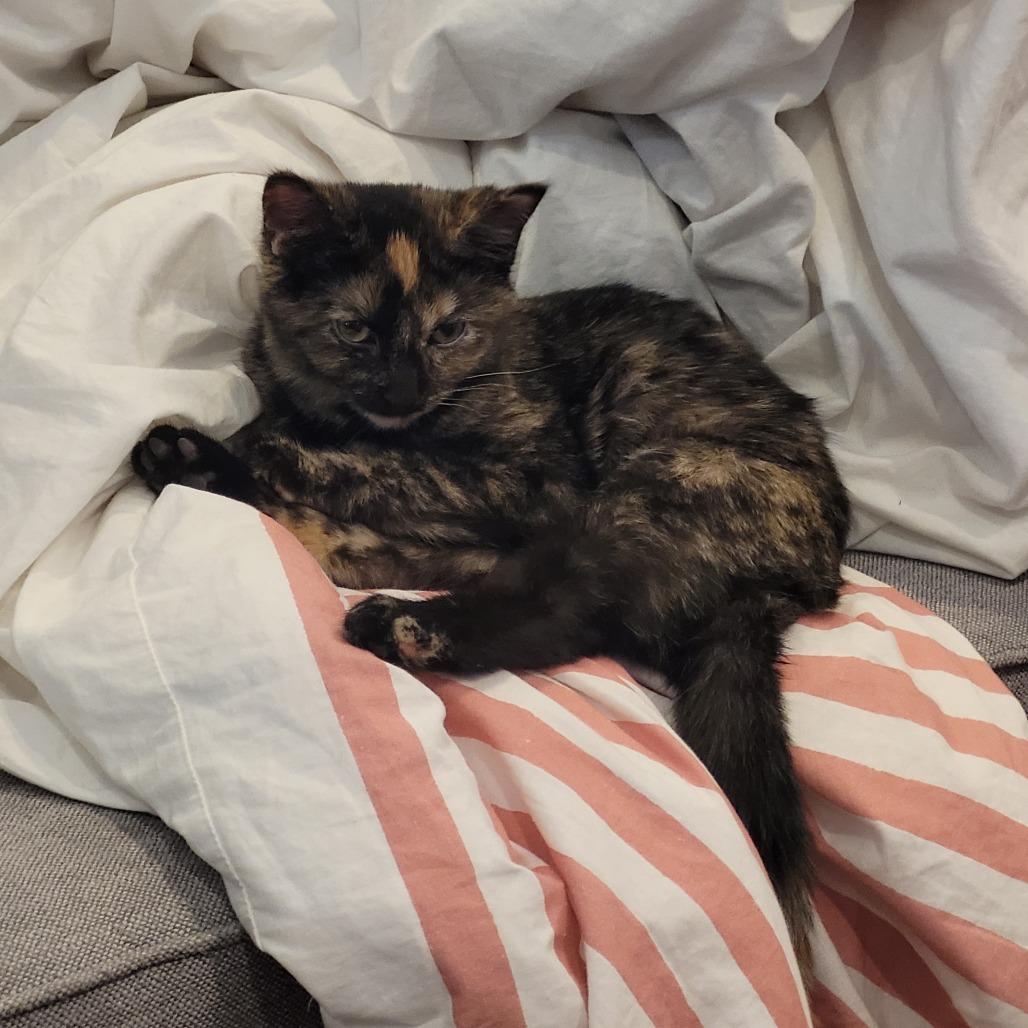 Enlarge French Horn, a Adoptable Domestic Short Hair in St. Paul, MN image 4/5