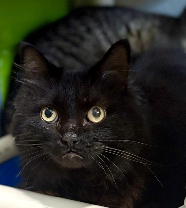Enlarge Foamy, a ADOPTABLE Domestic Long Hair in Jackson, MI image 3/3