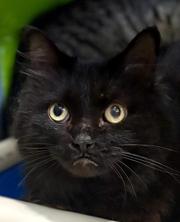 Foamy, ADOPTABLE, Senior Female Domestic Long Hair.