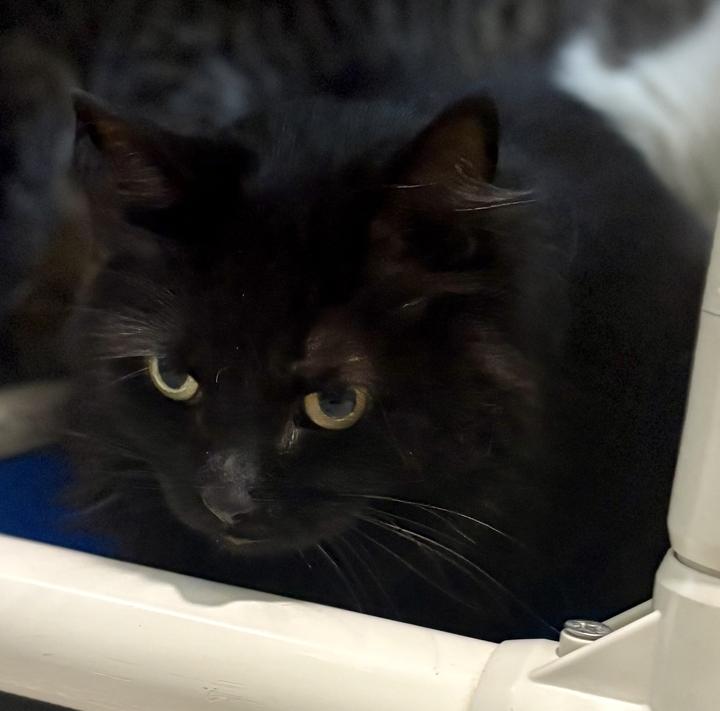 Enlarge Foamy, a ADOPTABLE Domestic Long Hair in Jackson, MI image 2/3