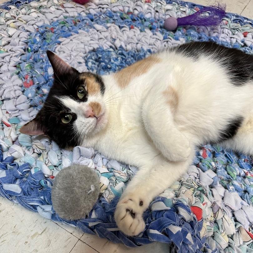 Callie, a Adoptable Domestic Short Hair in North Augusta, SC image 1/4