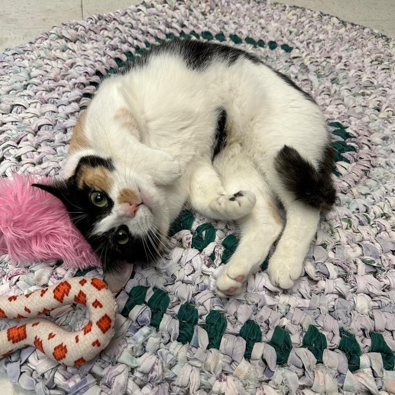 Callie, a Adoptable Domestic Short Hair in North Augusta, SC image 2/4