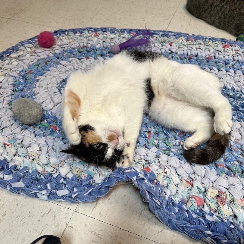 Callie, a Adoptable Domestic Short Hair in North Augusta, SC image 3/4