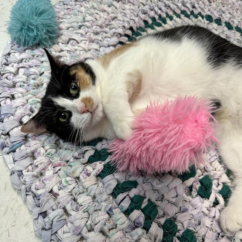 Callie, a Adoptable Domestic Short Hair in North Augusta, SC image 4/4