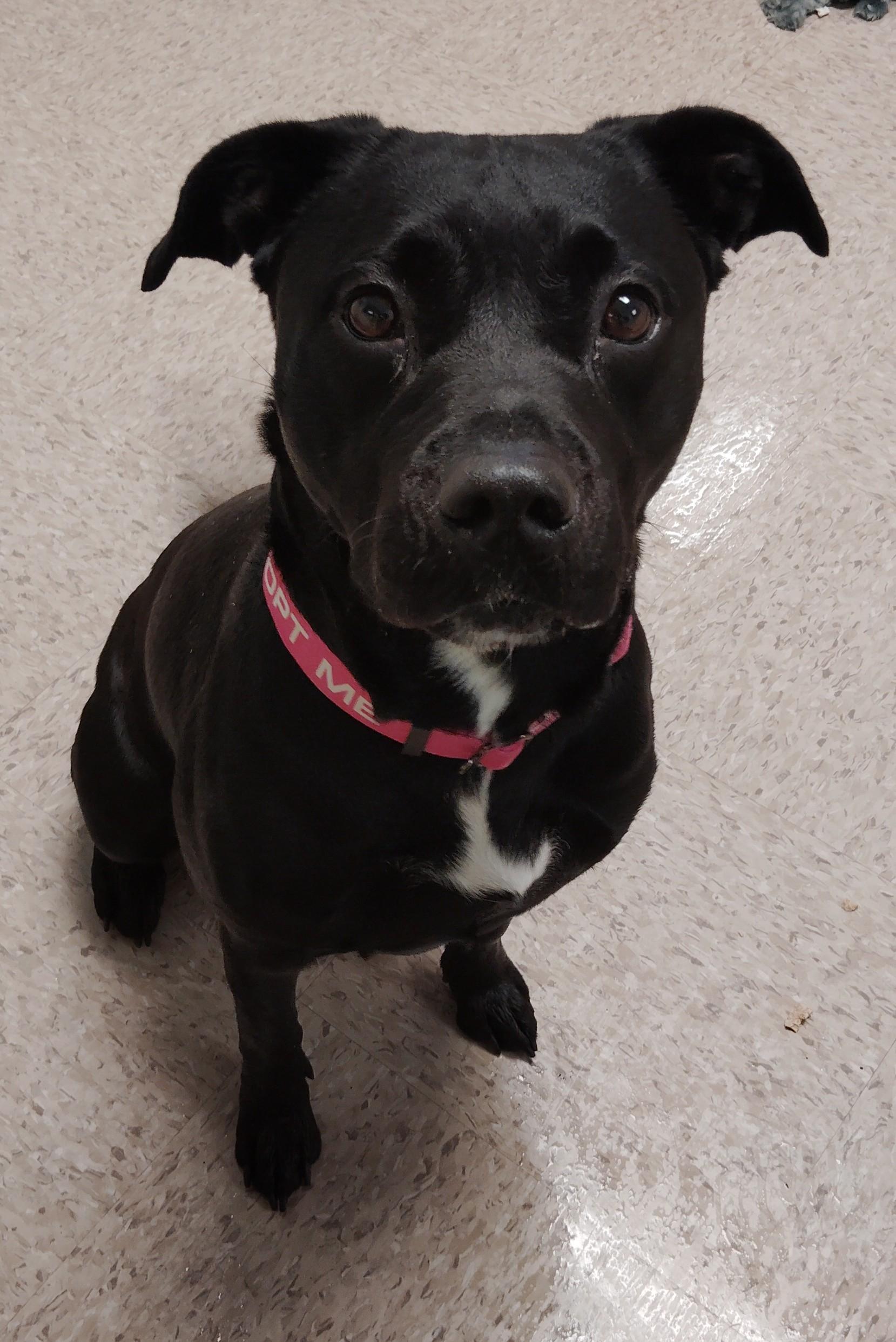 Enlarge Macie, a Adoptable mixed breed in Redding, CA image 1/1