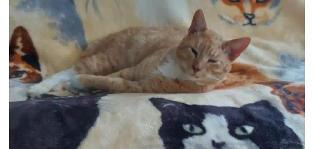 Enlarge Colby Jack, an adopted mixed breed in Kenhorst, PA image 1/2