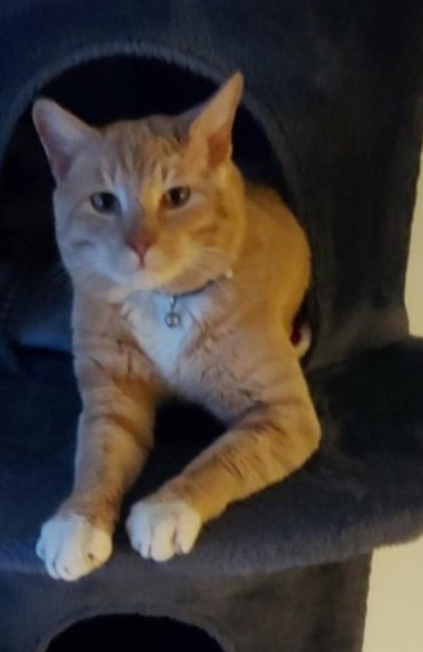 Enlarge Colby Jack, an adopted mixed breed in Kenhorst, PA image 2/2