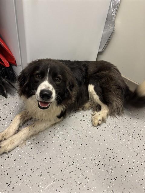 DANNY, Adoptable, Young Male Border Collie & Great Pyrenees.