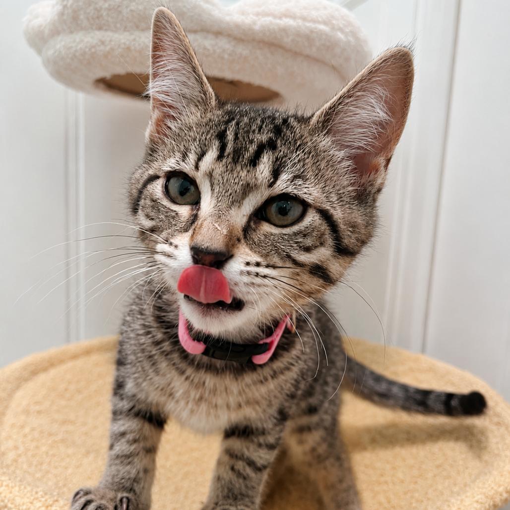 Dora, Adoptable, Kitten Female Domestic Short Hair & Domestic Short Hair.