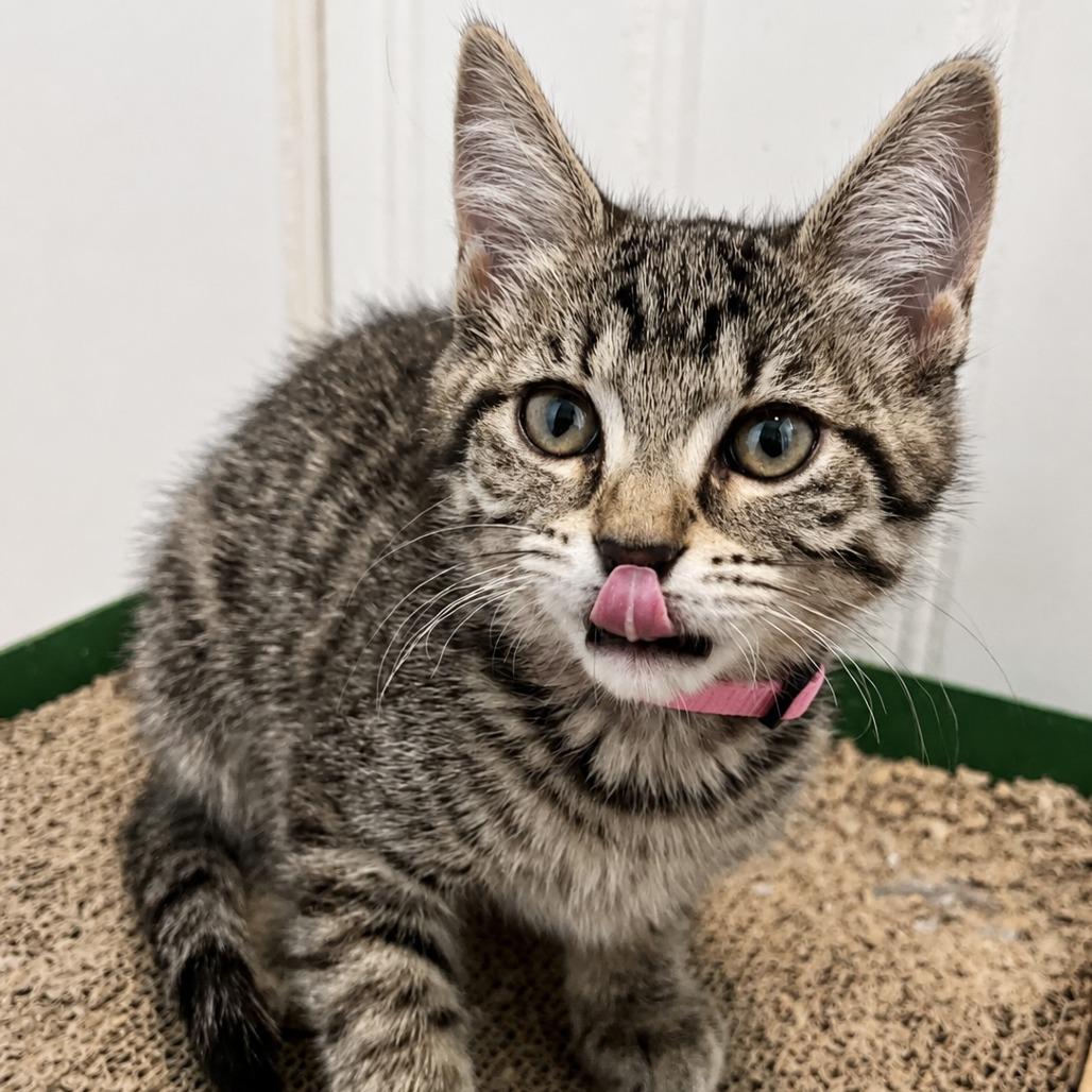 Dora, a Adoptable mixed breed in La Grange, KY image 2/6